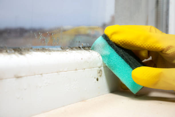 Best Black Mold Removal  in Wilkes Barre, PA